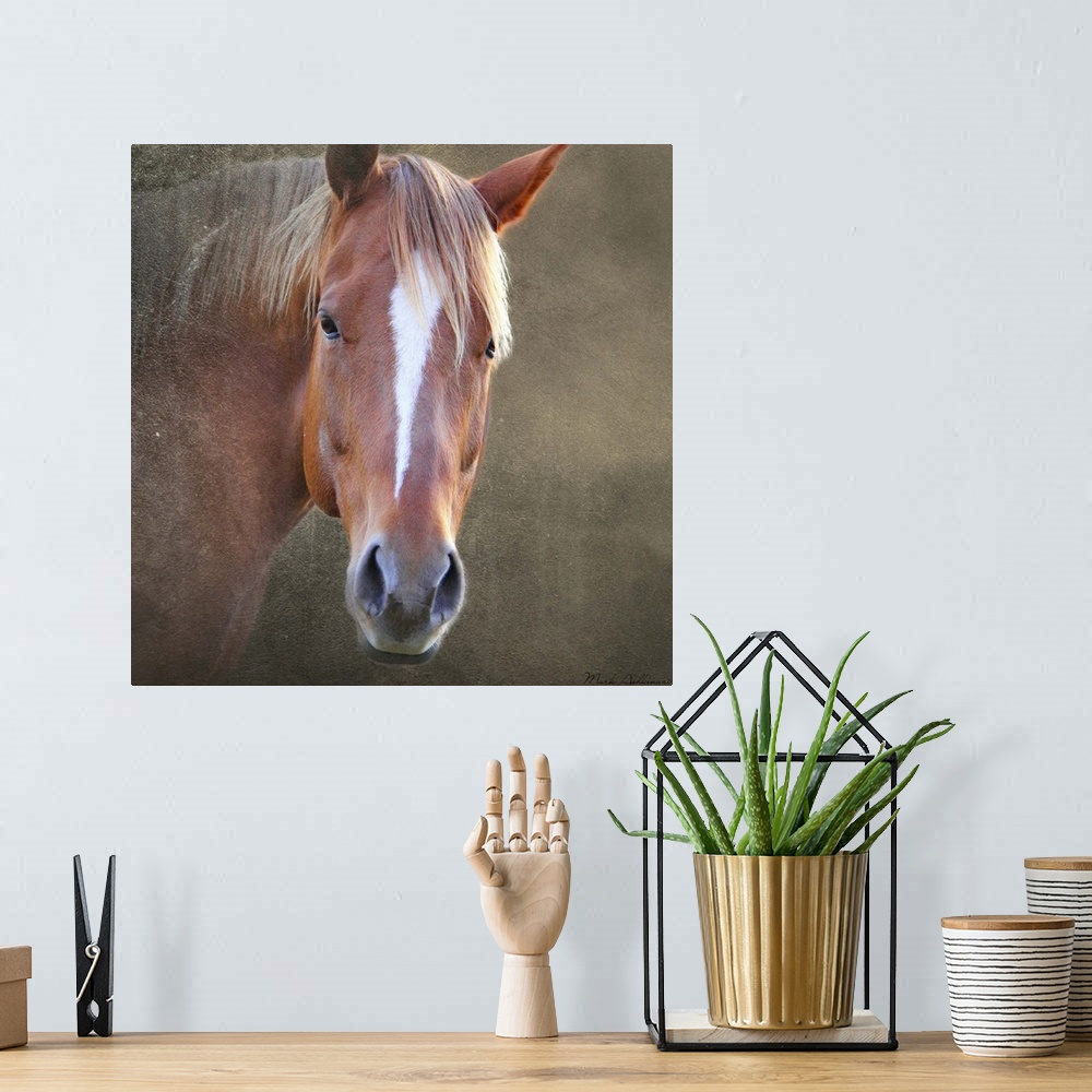 A bohemian room featuring Photograph of a brown horse, with a white blaze in the center of the face.