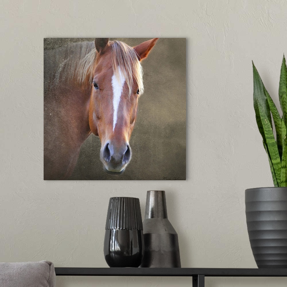 A modern room featuring Photograph of a brown horse, with a white blaze in the center of the face.