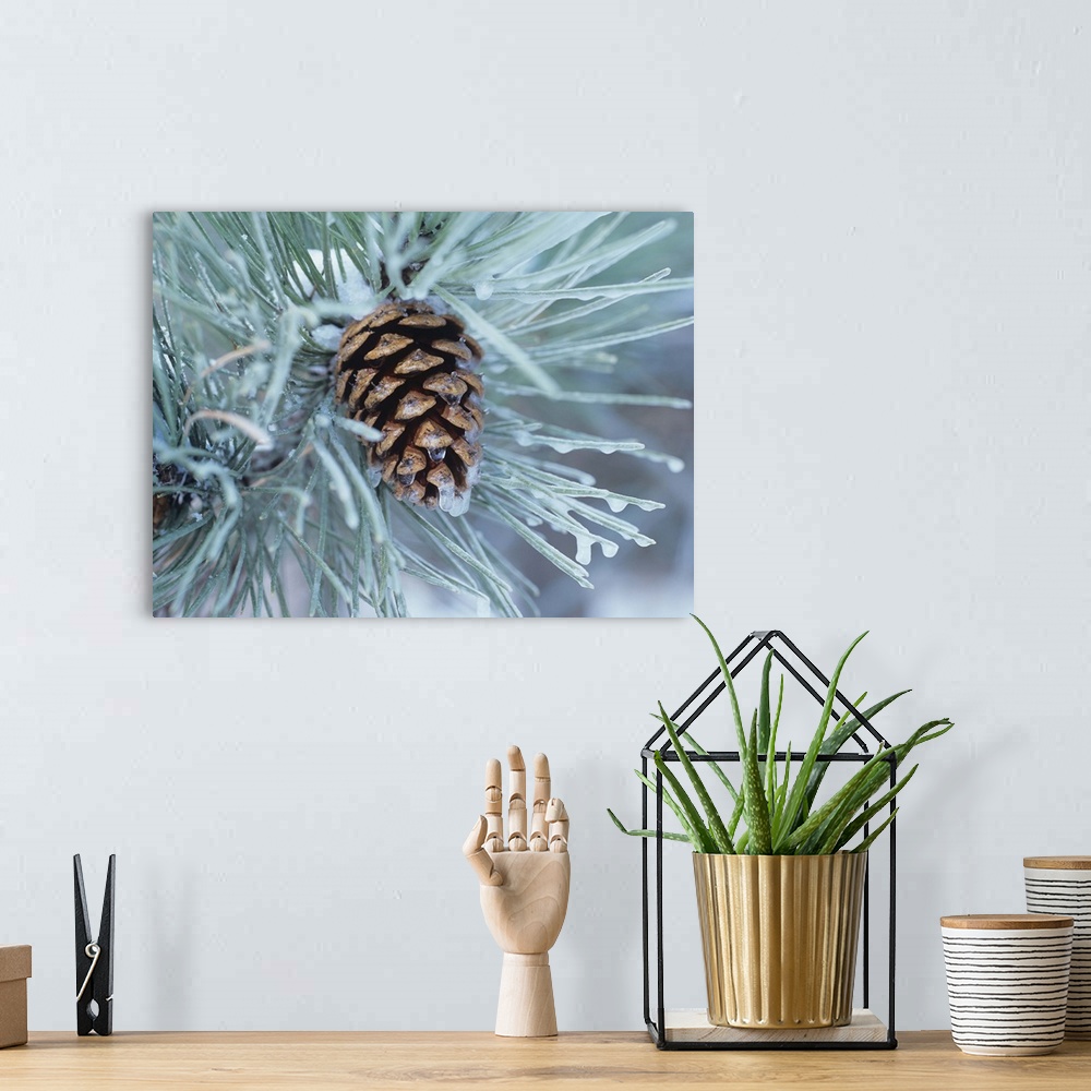 A bohemian room featuring Close-up photograph of a pine cone on a frosty pine needle covered tree branch.