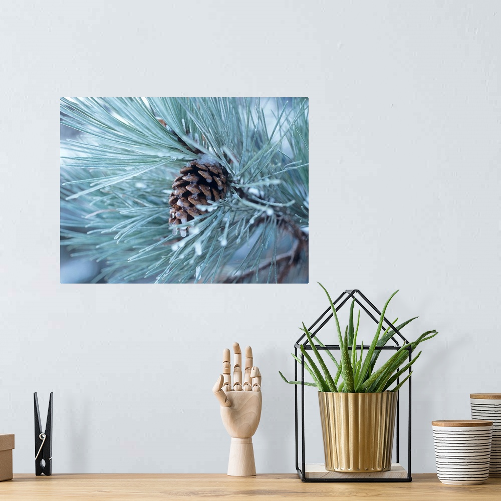 A bohemian room featuring Close-up photograph of a pine cone on a frosty pine needle covered tree branch.