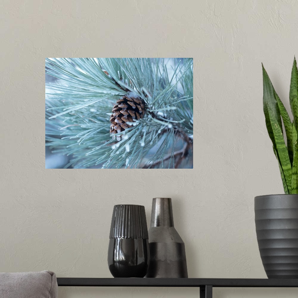 A modern room featuring Close-up photograph of a pine cone on a frosty pine needle covered tree branch.