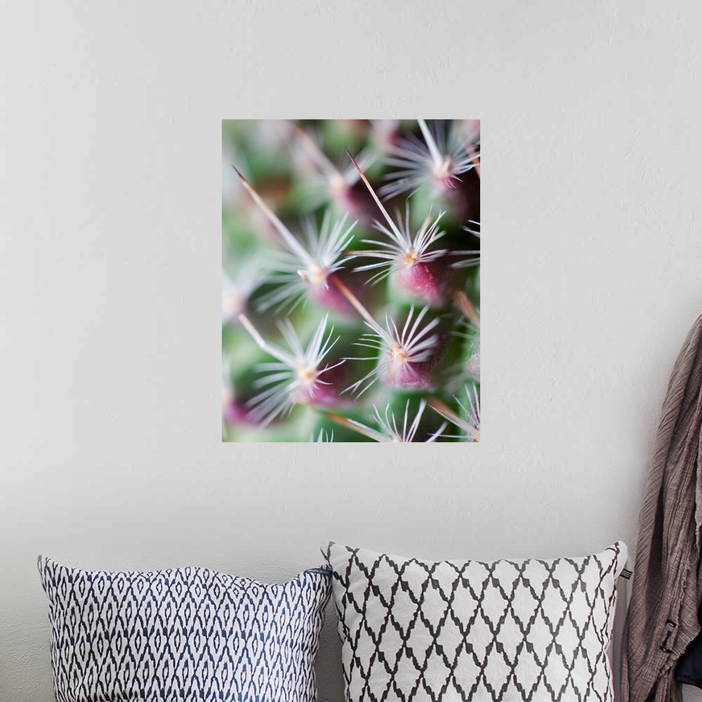 A bohemian room featuring A photograph of an extreme close-up of cactus spines.
