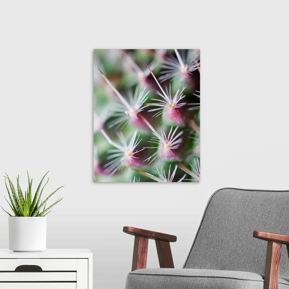 A modern room featuring A photograph of an extreme close-up of cactus spines.