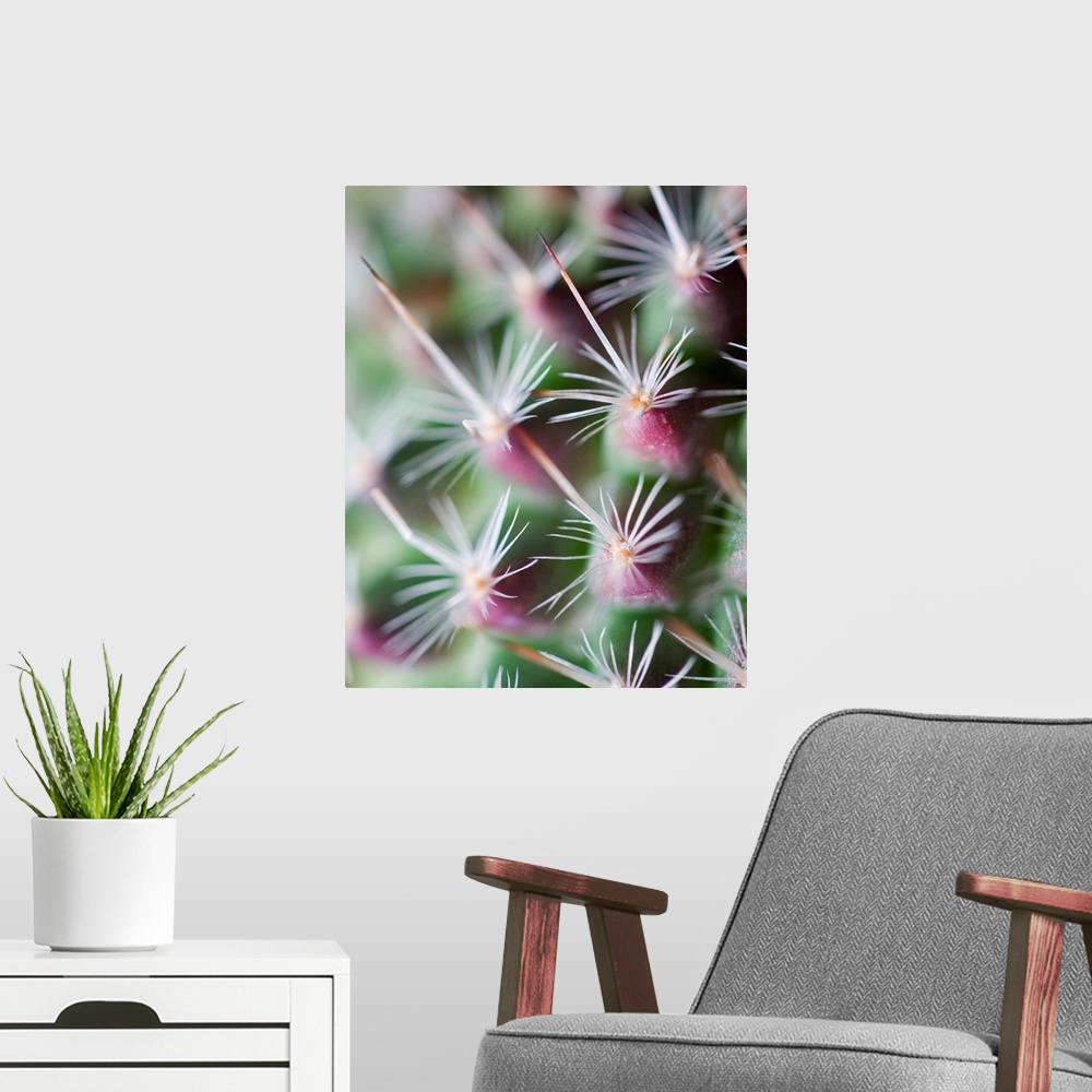 A modern room featuring A photograph of an extreme close-up of cactus spines.