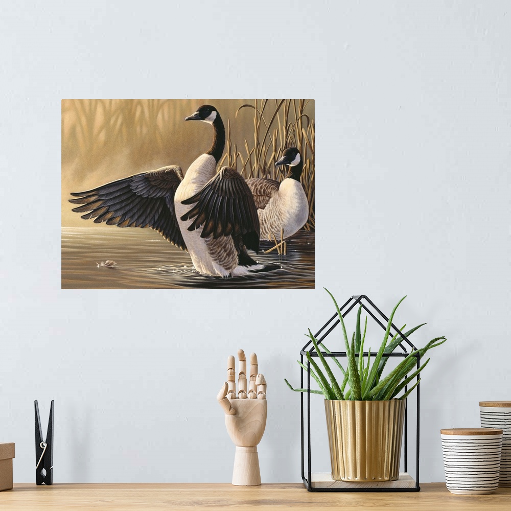 A bohemian room featuring Canadian geese in the water.