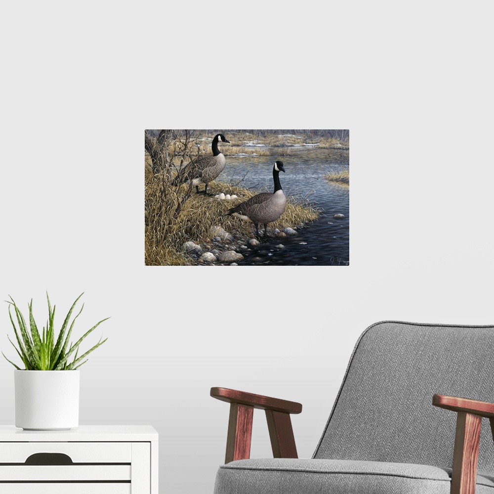 A modern room featuring two geese standing on either side of a nest of eggs, on the shoreline. One goose standing with it...