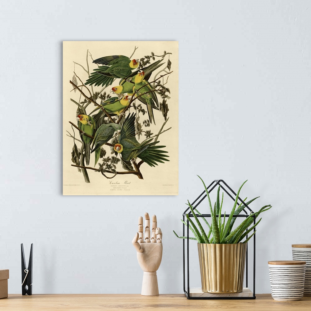A bohemian room featuring Audubon Birds, Carolina Parrot