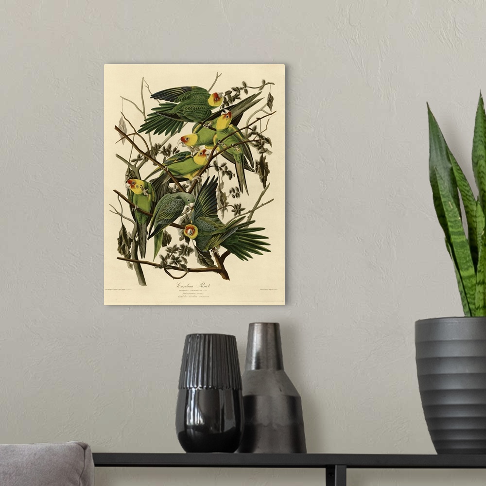 A modern room featuring Audubon Birds, Carolina Parrot