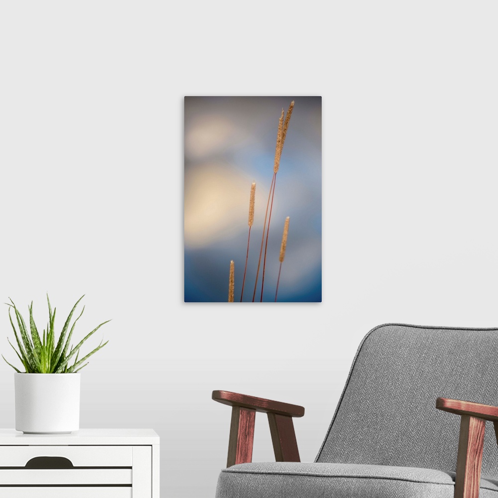 A modern room featuring Close-up photograph of cattails with a shallow depth of field and a white and blue background.