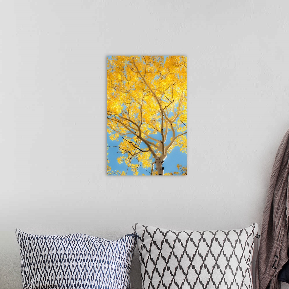 A bohemian room featuring birch tree, against the sky, color photograph
