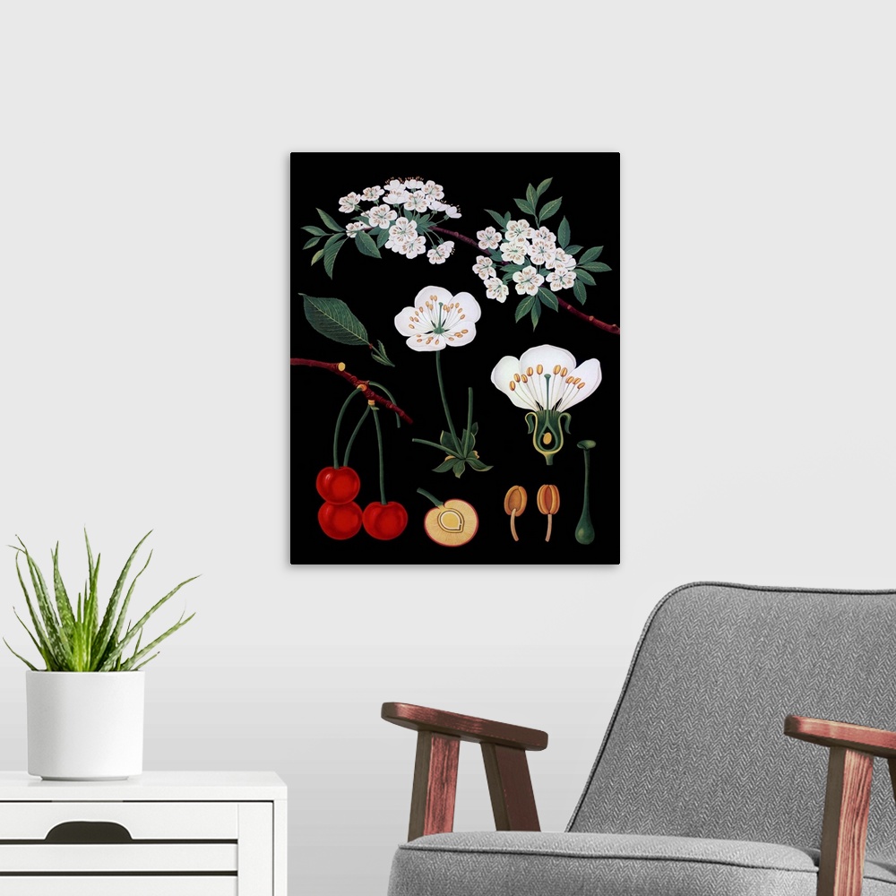 A modern room featuring Cherry Tree - Botanical Illustration