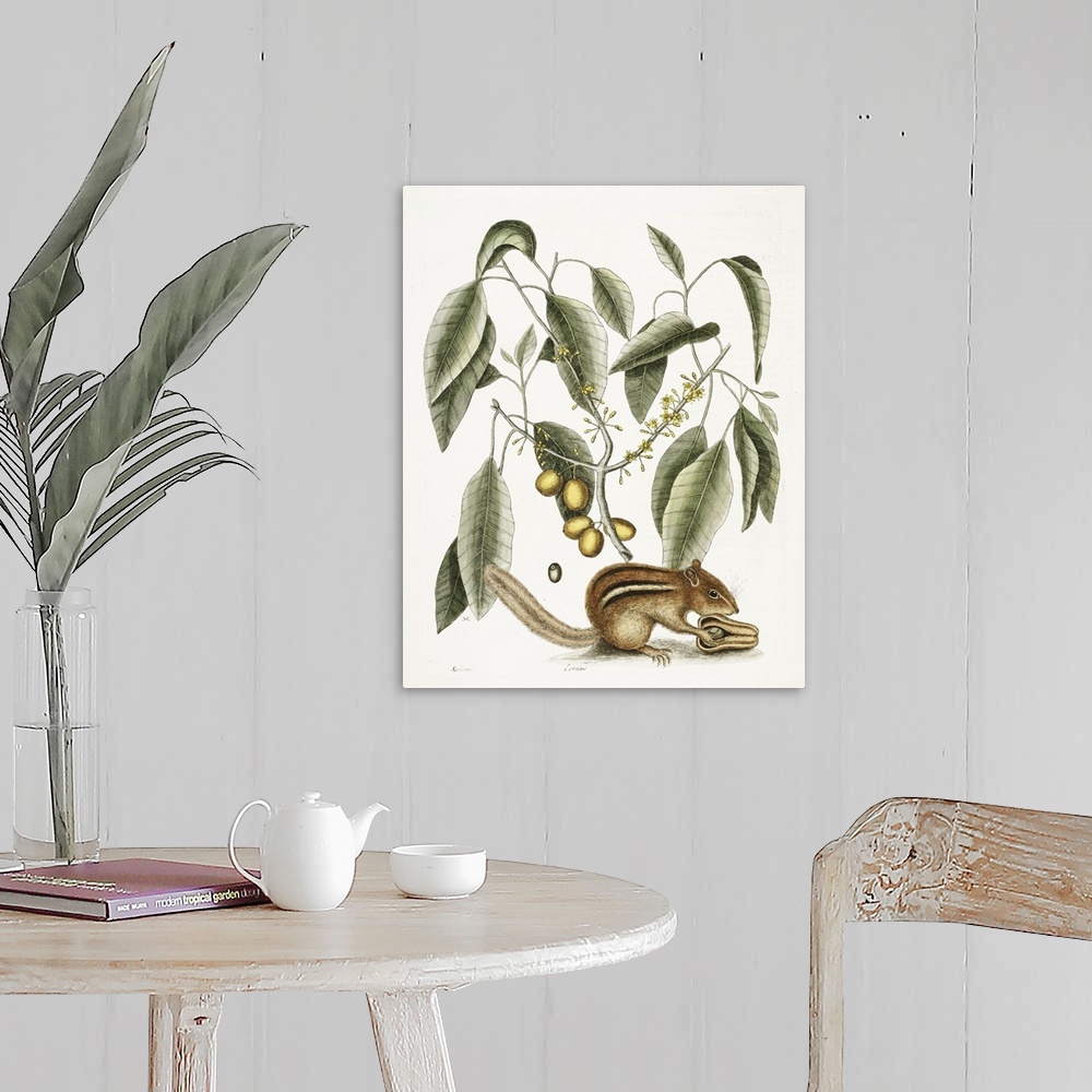 A farmhouse room featuring Vintage scientific illustration of a chipmunk.