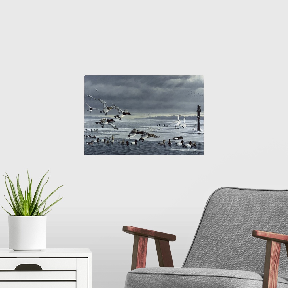 A modern room featuring Flock of canvasbacks on ice.