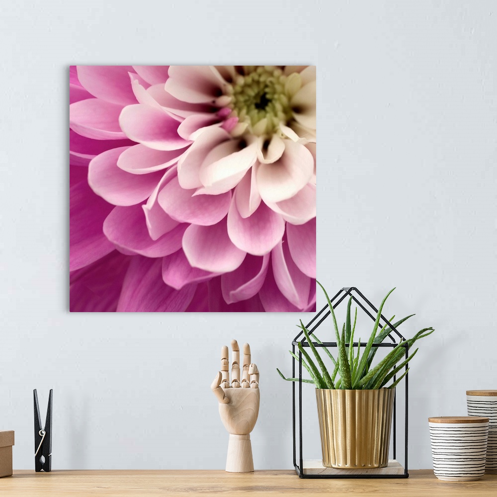 A bohemian room featuring Close up of Pink Flower