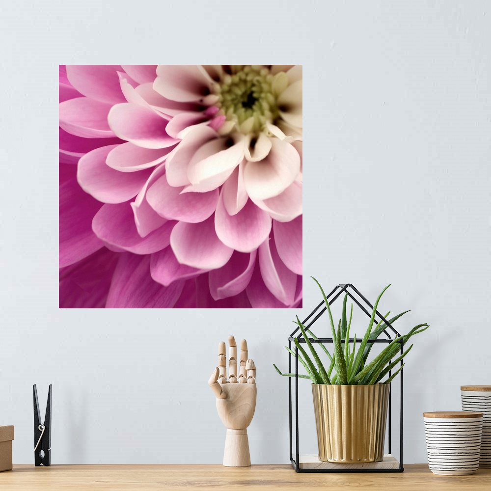 A bohemian room featuring Close up of Pink Flower