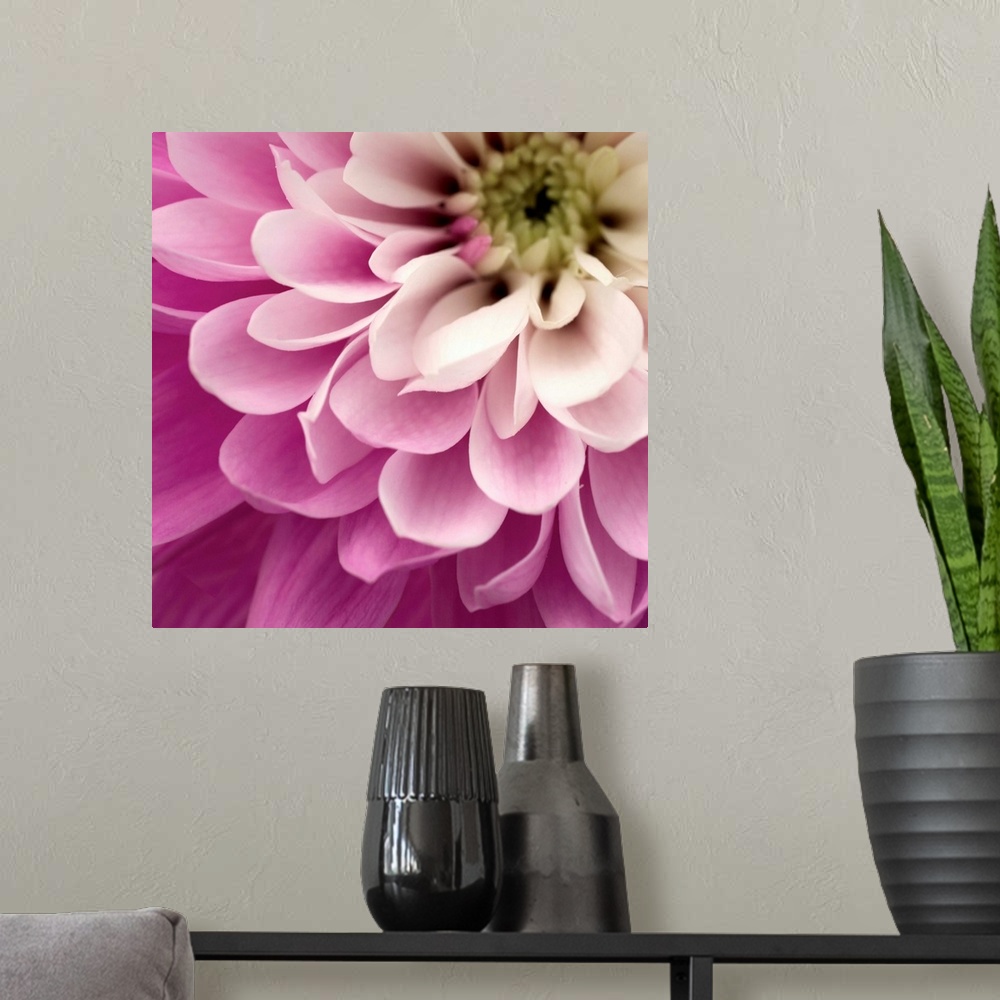 A modern room featuring Close up of Pink Flower