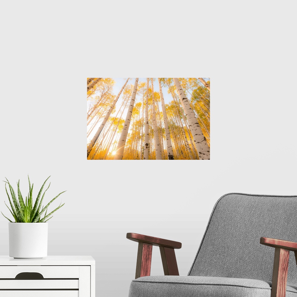 A modern room featuring Aspen tree woods in sunlight