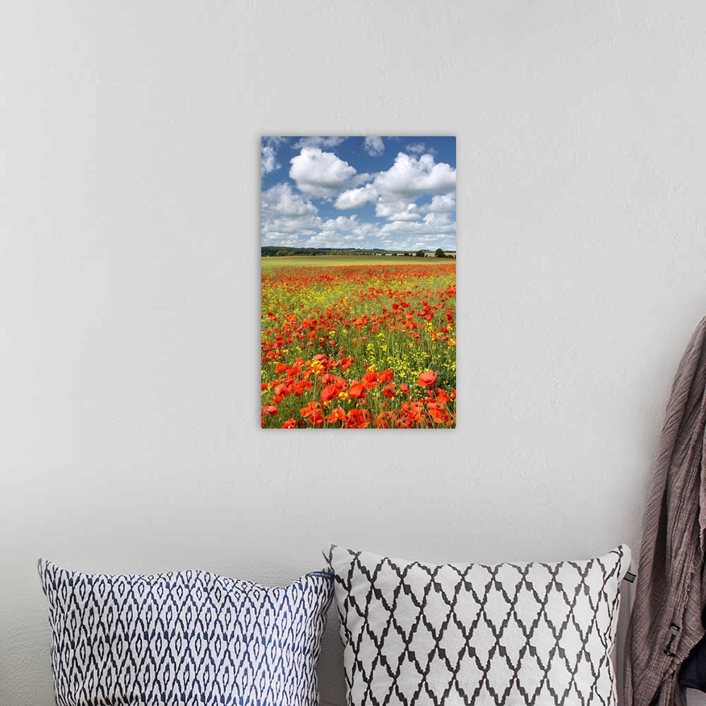 A bohemian room featuring Bright red poppies in a field under a sky with large white clouds.