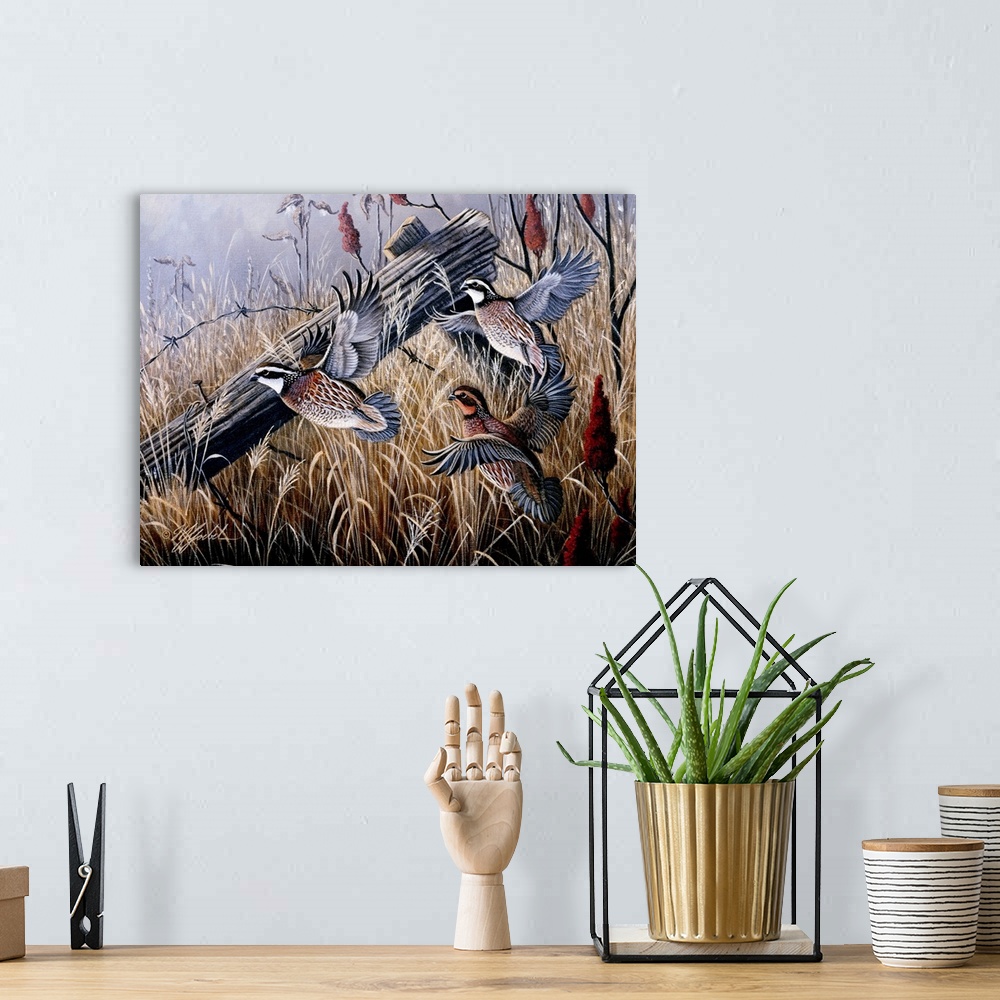 A bohemian room featuring Quails fleeing the golden grass of the wilderness in a hurry.