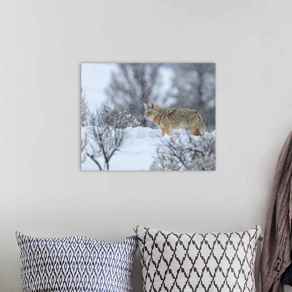 A bohemian room featuring Coyote In Snow