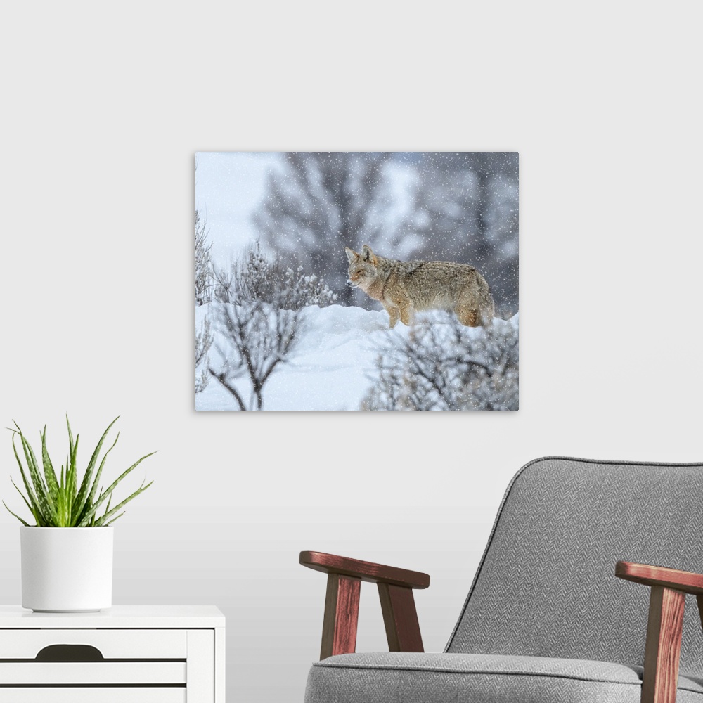 A modern room featuring Coyote In Snow