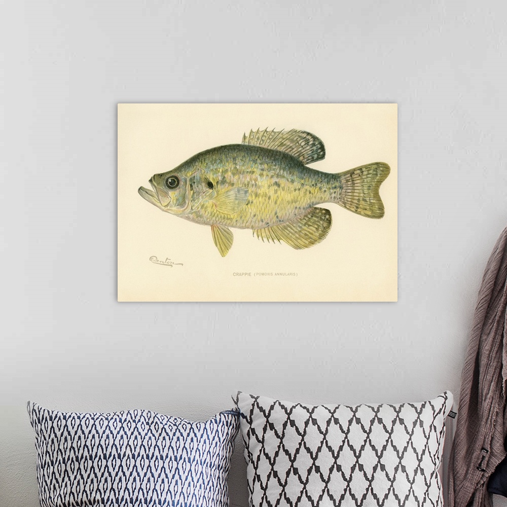A bohemian room featuring Crappie