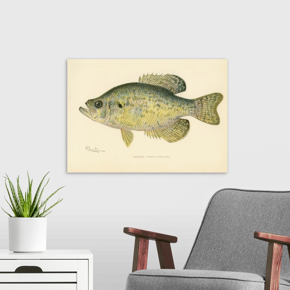 A modern room featuring Crappie