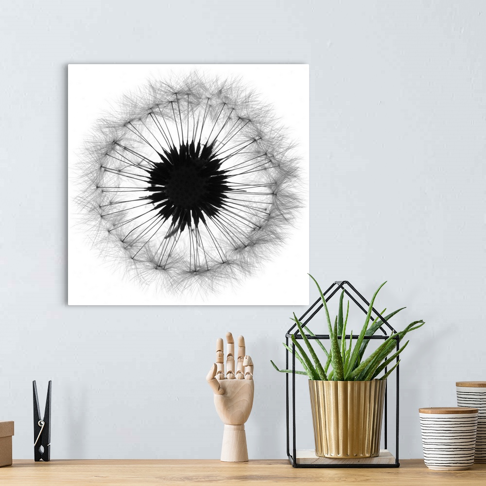 A bohemian room featuring Cross Section Dandelion on White