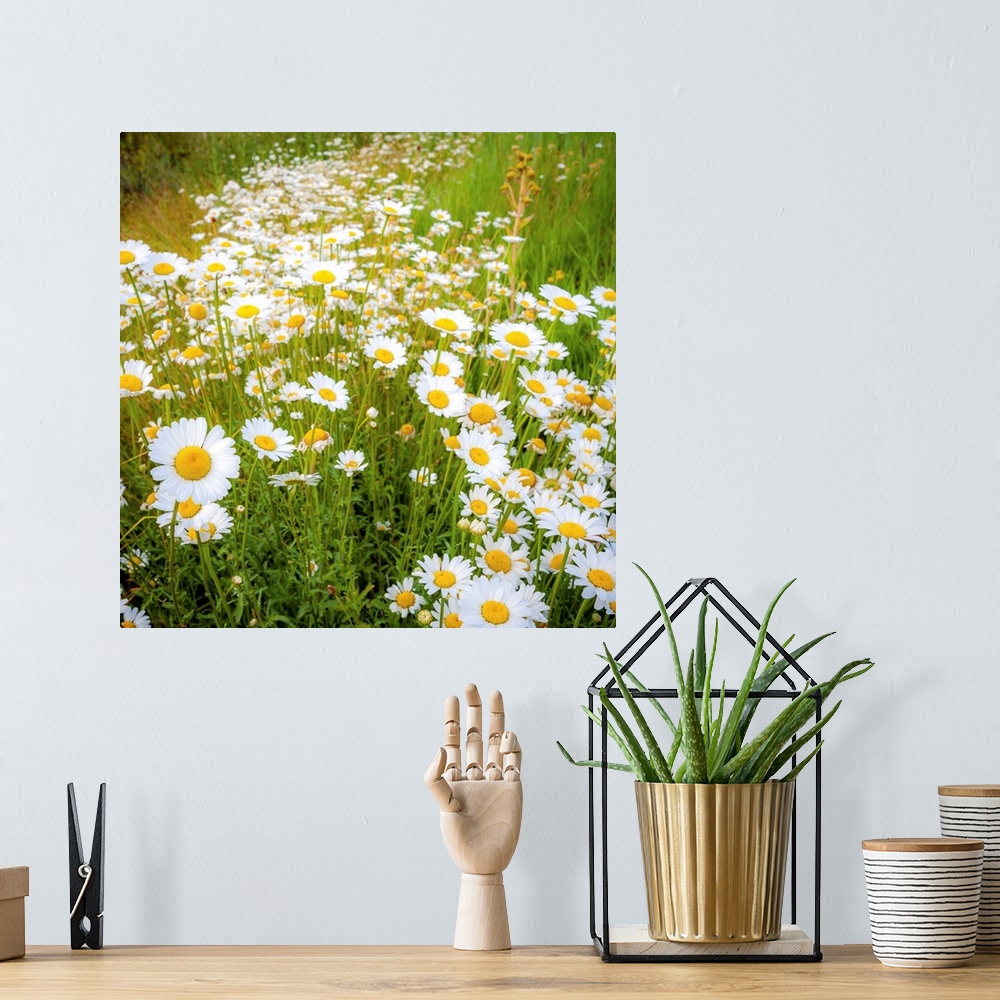 A bohemian room featuring Square photograph of a field with wild daises.