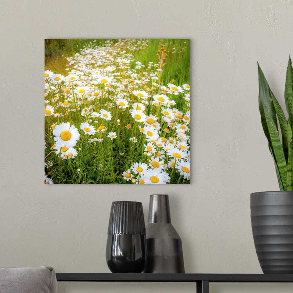 A modern room featuring Square photograph of a field with wild daises.