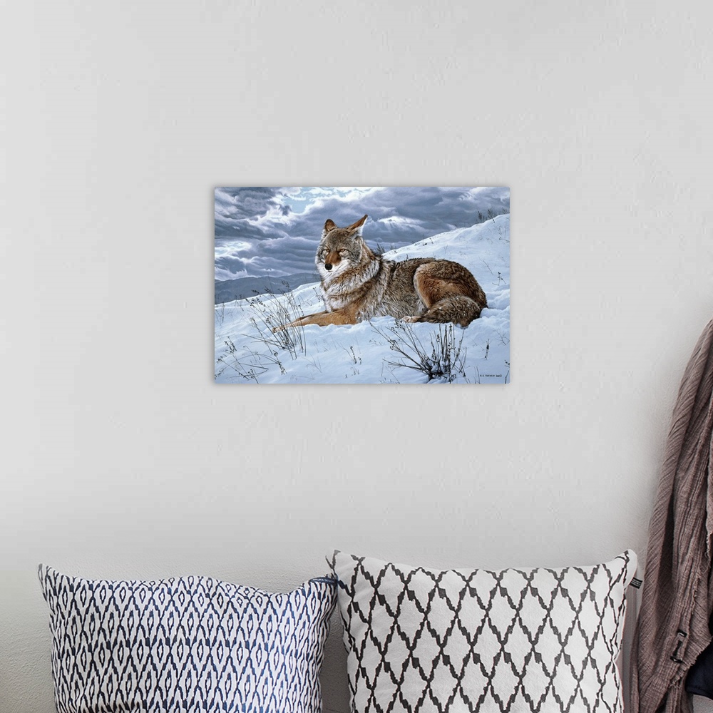 A bohemian room featuring A coyote rests on a snowy hillside.