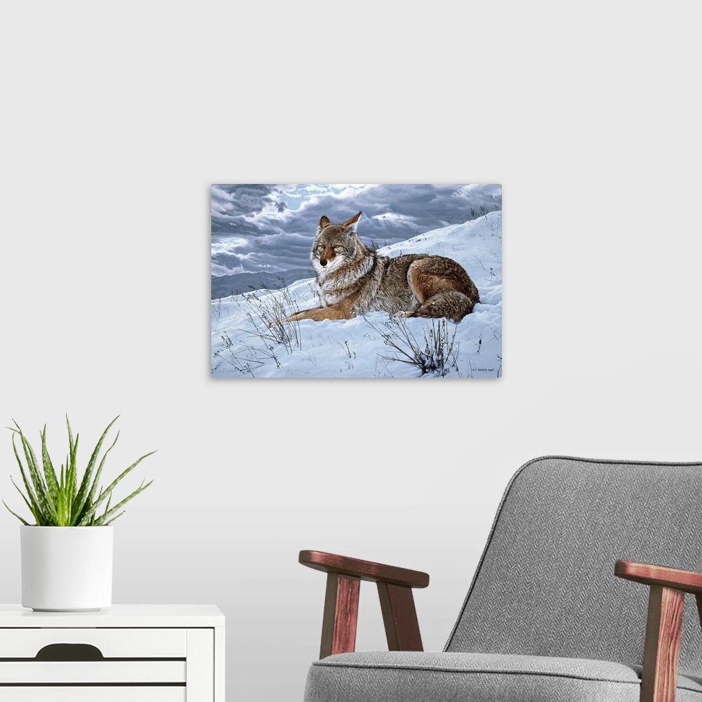 A modern room featuring A coyote rests on a snowy hillside.