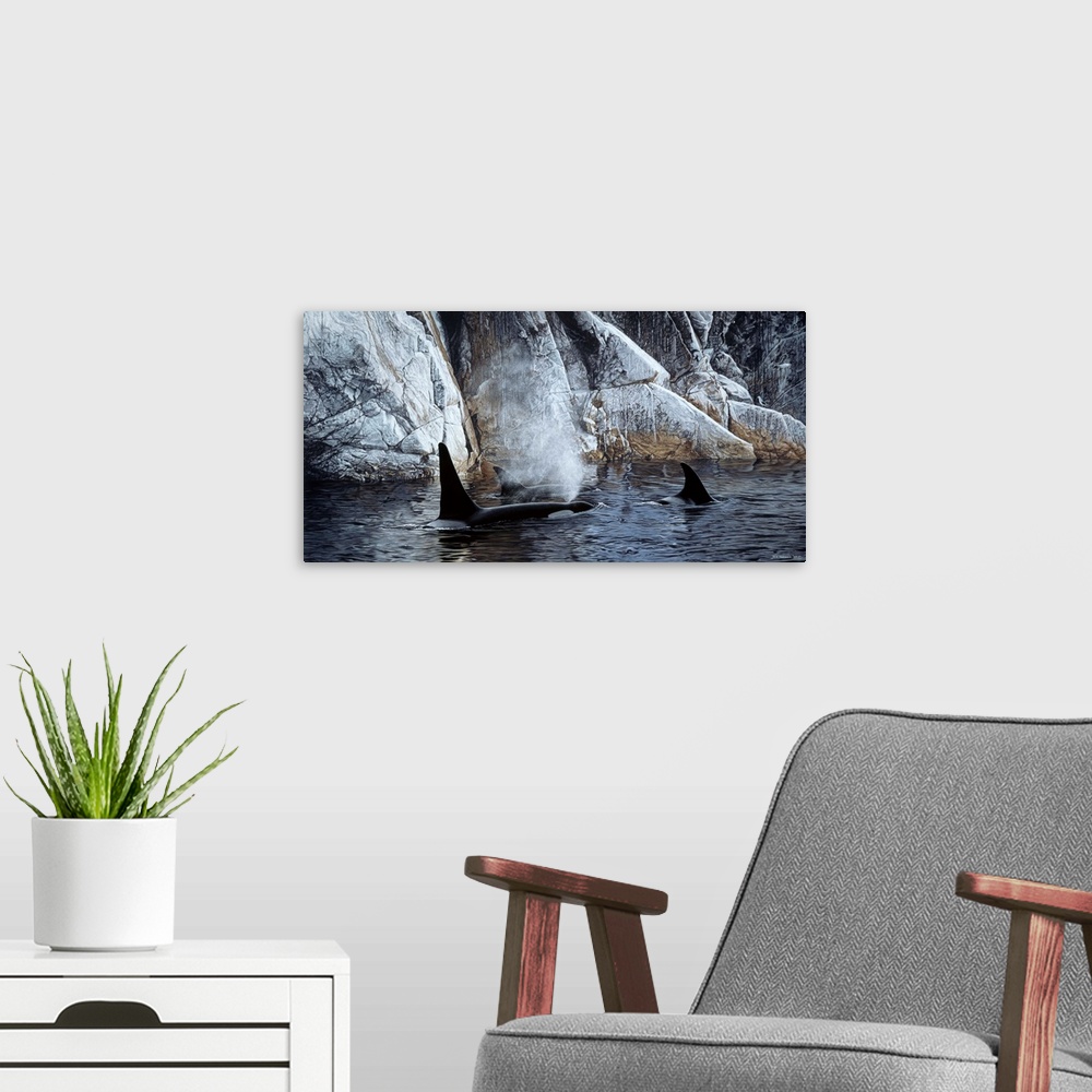 A modern room featuring A group of orcas make their way past a rocky shore.