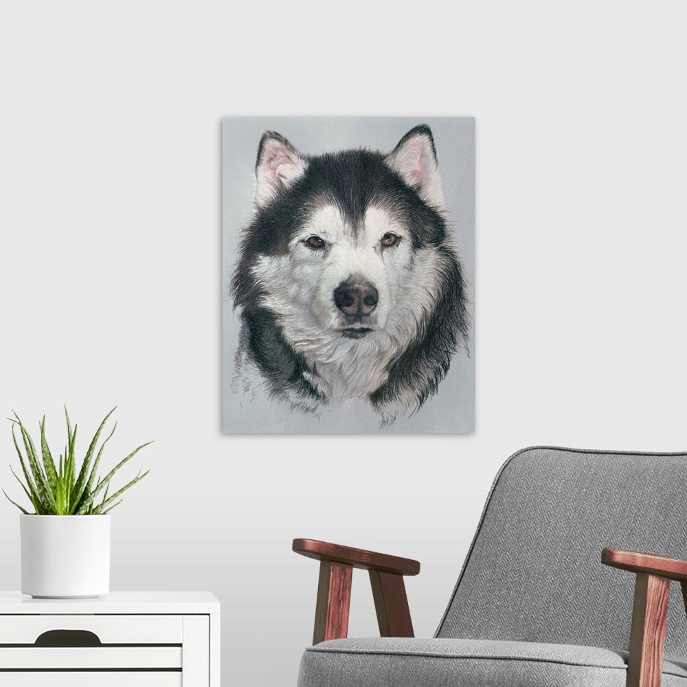 A modern room featuring Siberian Husky Dog