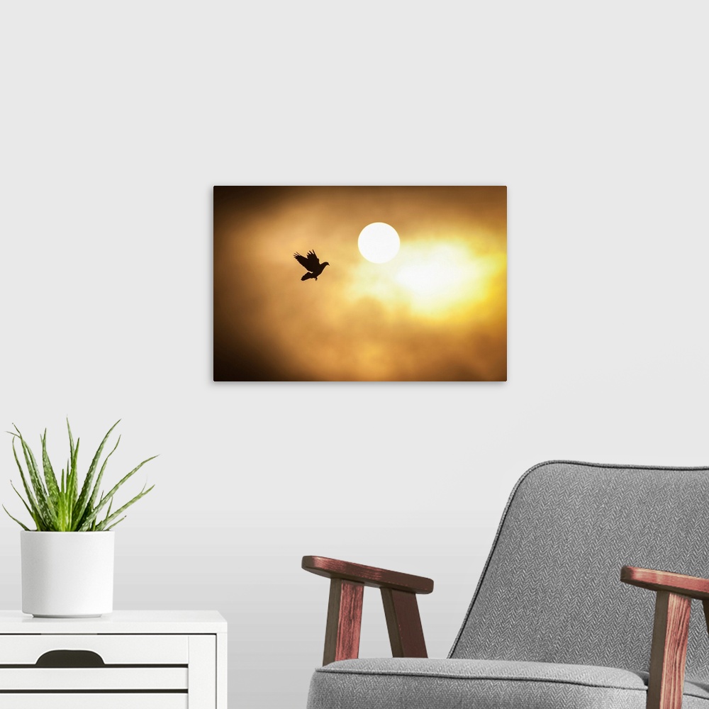 A modern room featuring Warm silhouette photograph of a bird mid-flight with the sun in the background.