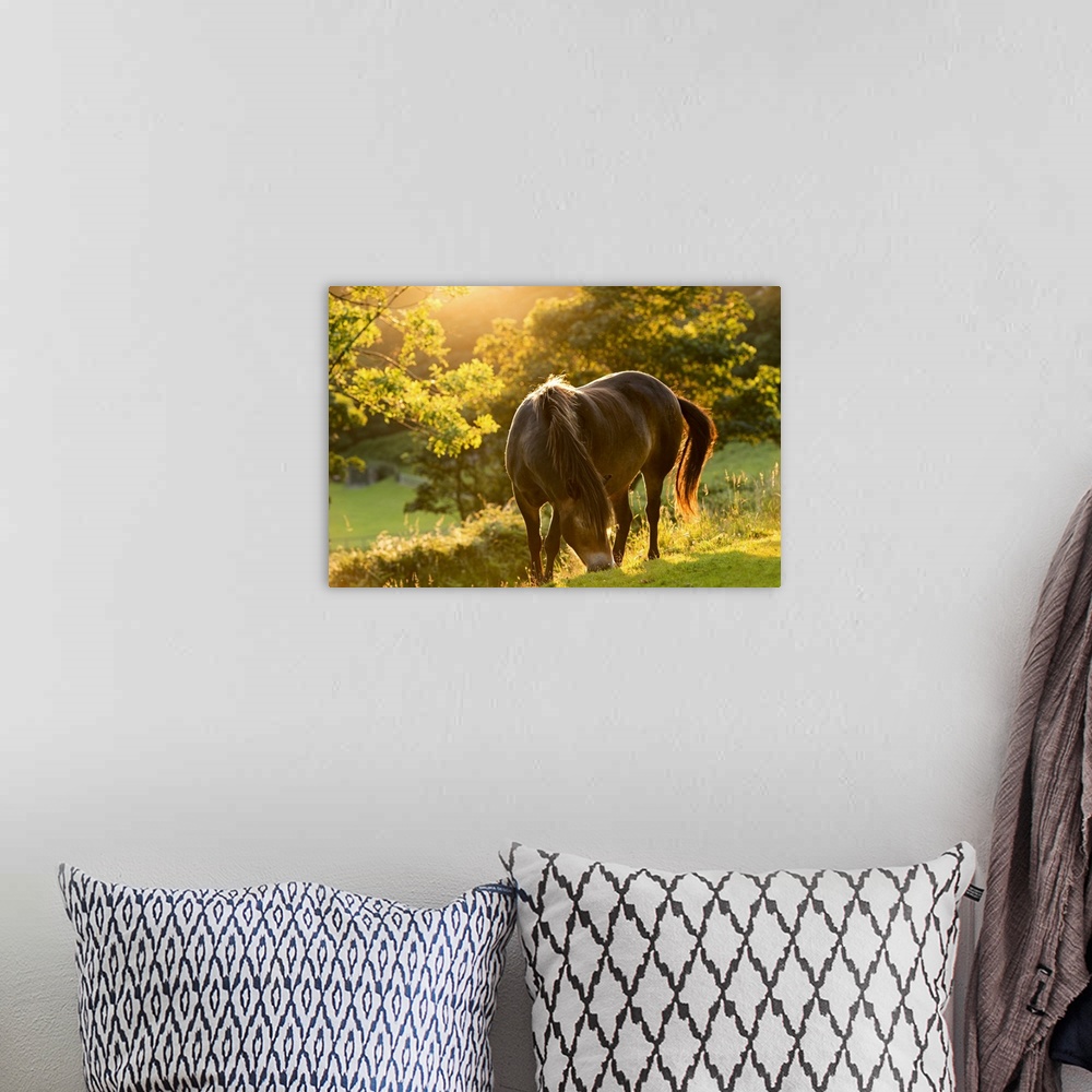 A bohemian room featuring A pony grazing on a hill at sunset.
