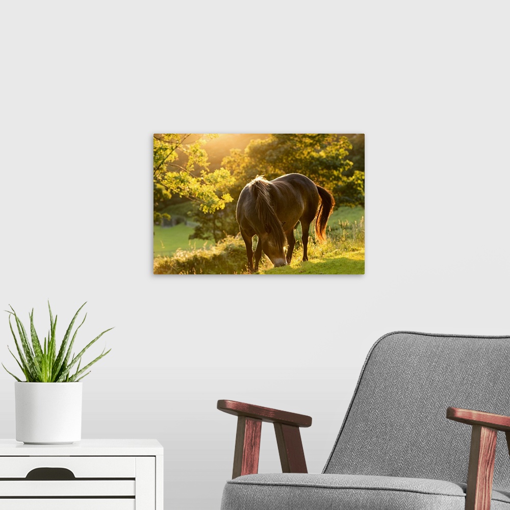 A modern room featuring A pony grazing on a hill at sunset.