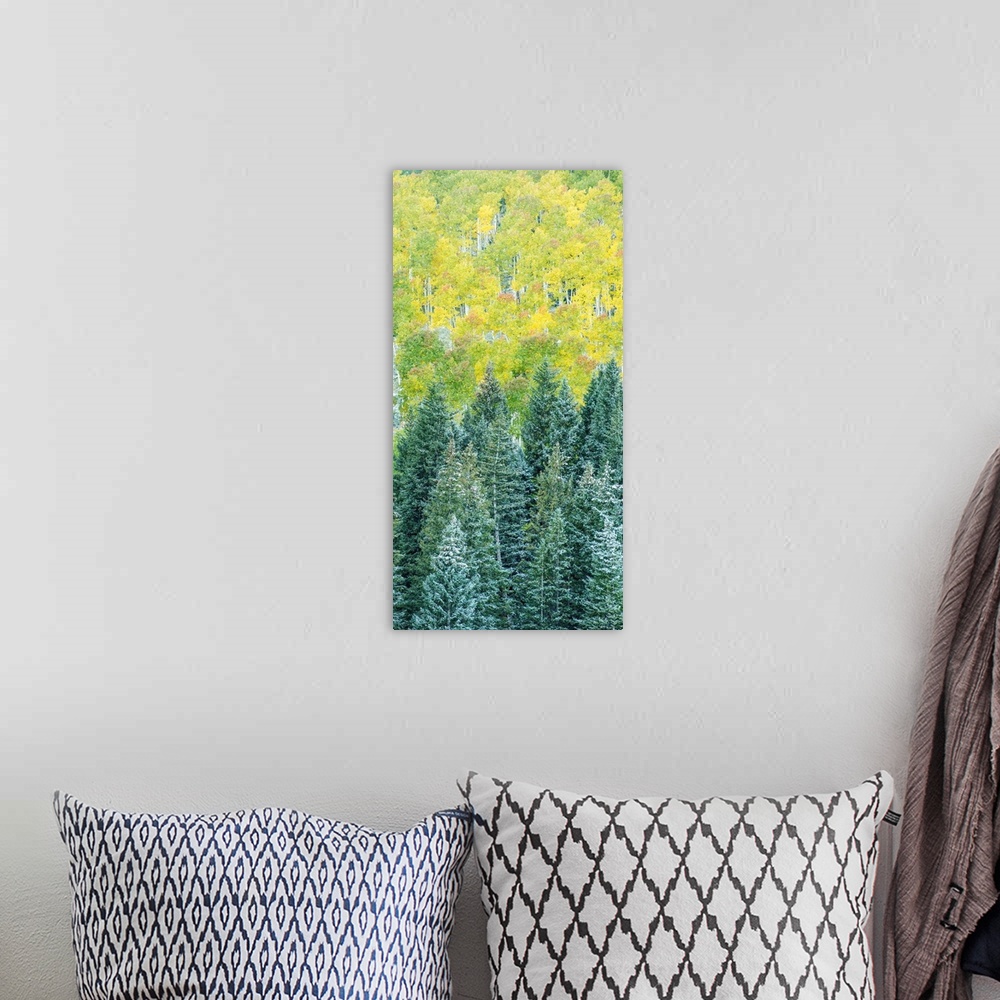 A bohemian room featuring Landscape photograph of snow covered pine tree tops in Autumn.