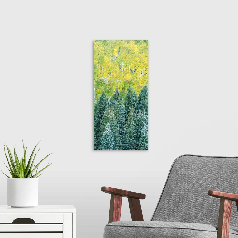 A modern room featuring Landscape photograph of snow covered pine tree tops in Autumn.