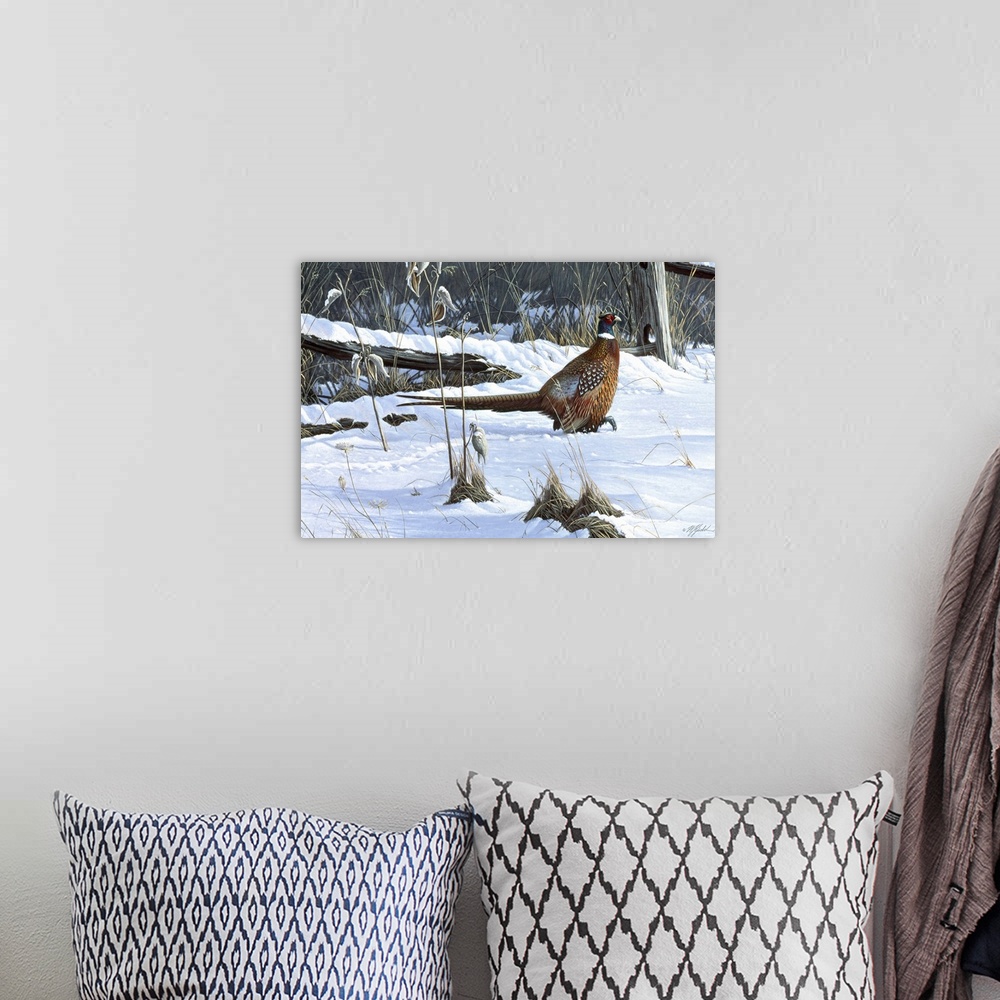 A bohemian room featuring Ringneck pheasant walking through the snow.