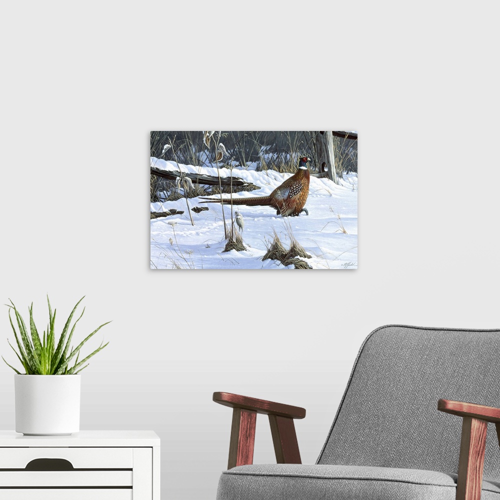 A modern room featuring Ringneck pheasant walking through the snow.