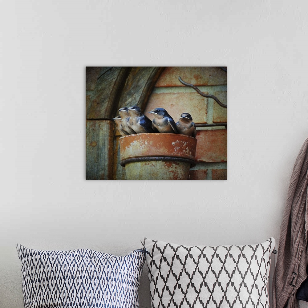 A bohemian room featuring A family of baby Barn Swallows in a makeshift nest.