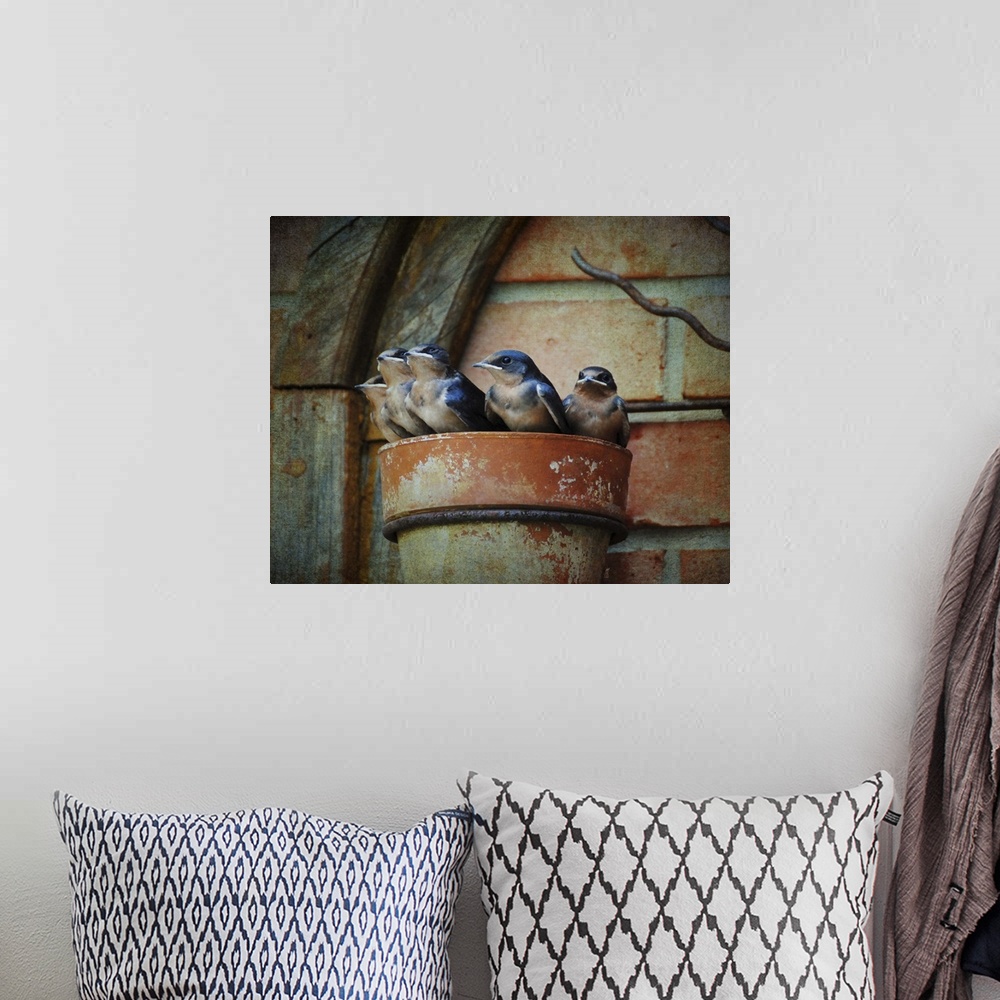 A bohemian room featuring A family of baby Barn Swallows in a makeshift nest.