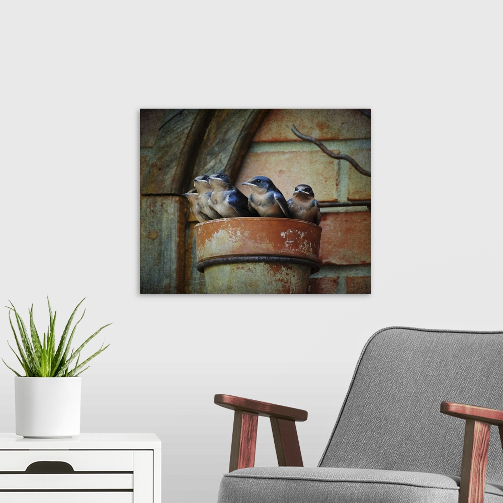 A modern room featuring A family of baby Barn Swallows in a makeshift nest.