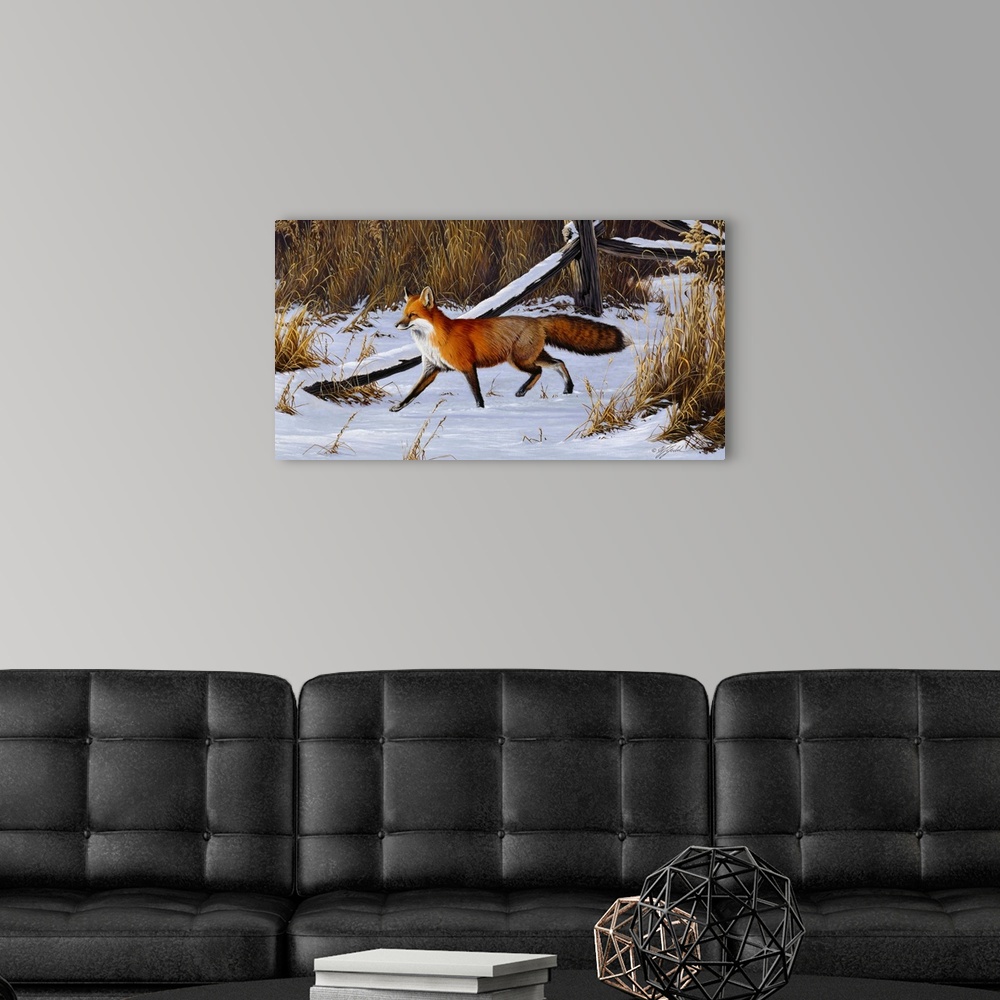 A modern room featuring Red fox walking through a snowy field.