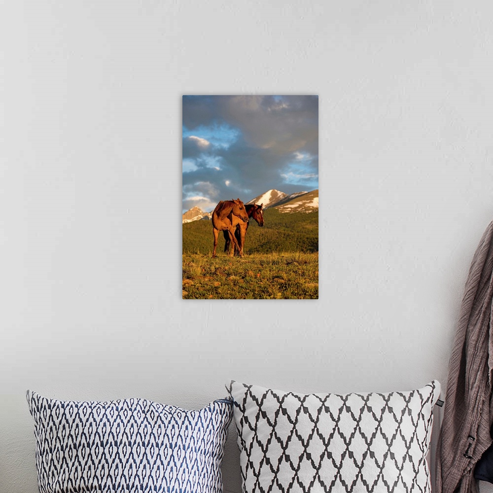 A bohemian room featuring Wildlife photograph of two horses in a field with mountains in the background at golden hour.