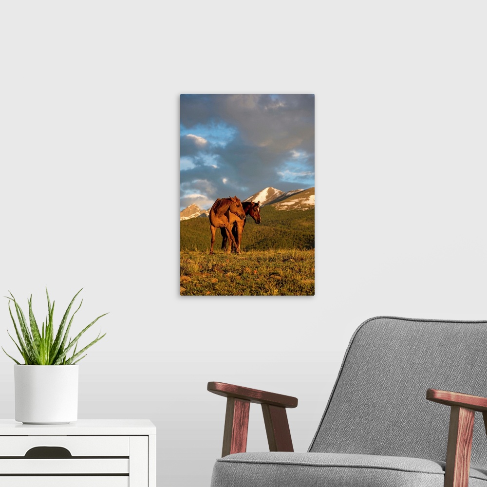 A modern room featuring Wildlife photograph of two horses in a field with mountains in the background at golden hour.