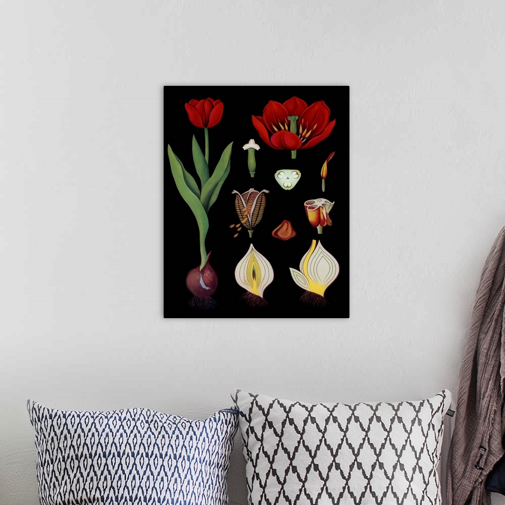 A bohemian room featuring Garden Tulip - Botanical Illustration