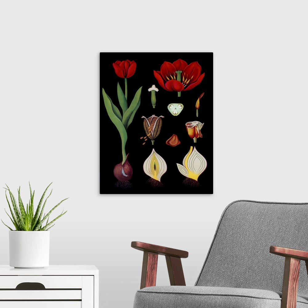 A modern room featuring Garden Tulip - Botanical Illustration