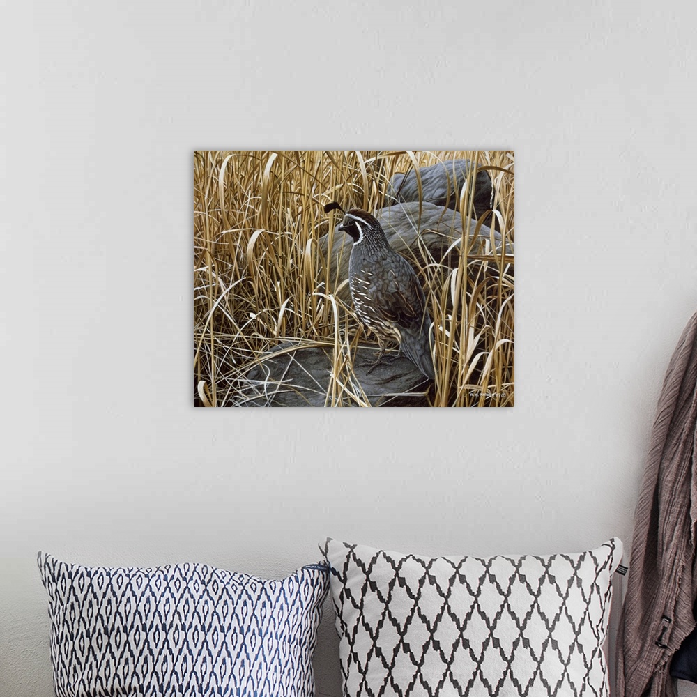 A bohemian room featuring A quail rests next to a large rock in the high grasses.